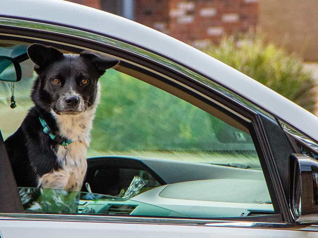 autostoel hond hondenvervoer