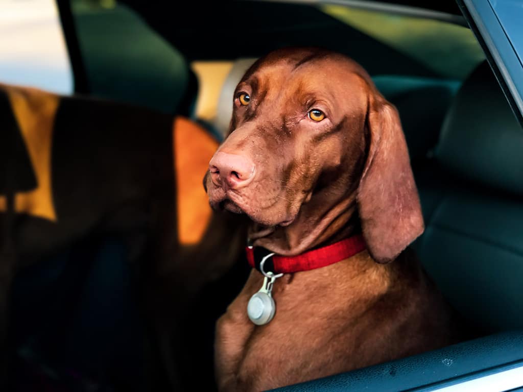 Hondenkooi in auto