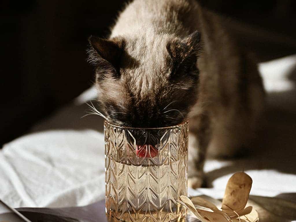 Kattenfontein - drinkfontein voor katten
